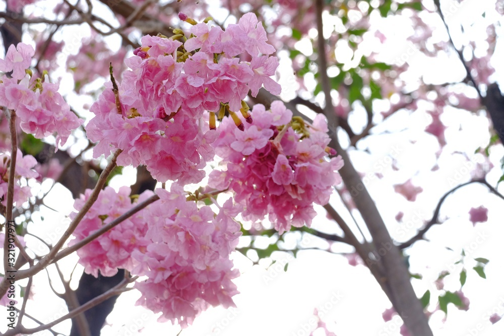 A sweet bouquet of Tabebuia flower blossom with a tree and white sky background A sweet bouquet of Tabebuia flower blossom with a tree and white sky background