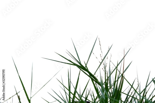 In selective focus wild grass bush with flower blossom on white isolated background 