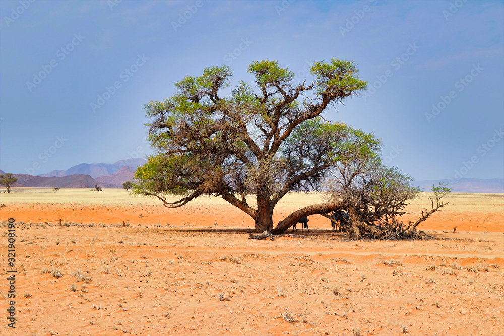 Sossusvlei (Namib-Naukluft Park) - Namibia Africa