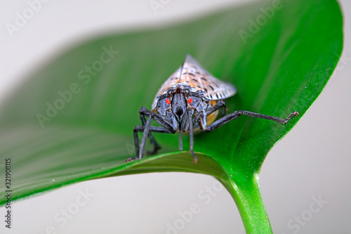 Wax cicadas in the wild photo