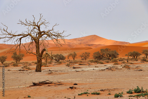 Sossusvlei (Namib-Naukluft Park) - Namibia Africa