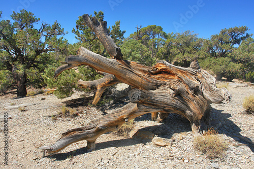 Great Basin bristlecone pine found in the higher mountains of California. 