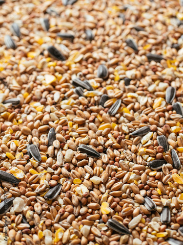 Close up of a bird seed mix with wheat, millet, sunflower seeds, sorghum, corn and peanuts.