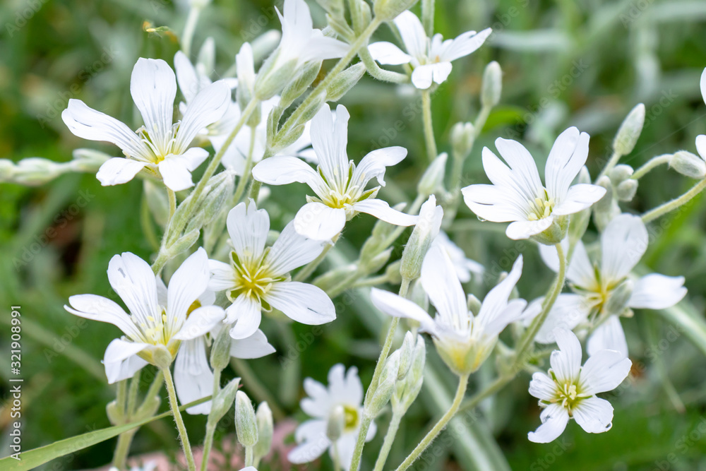 Snow-in-Summer, Cerastium tomentosum white flowers close up in garden, pretty small spring and summer flowers Snow-in-Summer, Cerastium tomentosum white flowers close up in garden, pretty small spring and summer flowers