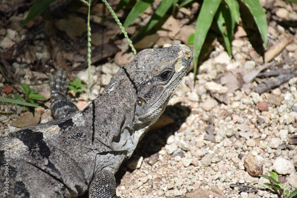 head of iguana lizard reptile in a nature background head of iguana lizard reptile in a nature background