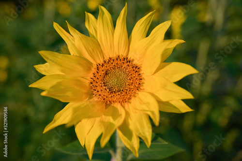 Big sunflower in the field in the rays of the setting sun