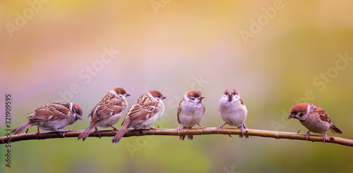 photo with a flock of funny birds and Chicks sparrows sit on a branch in a Su...