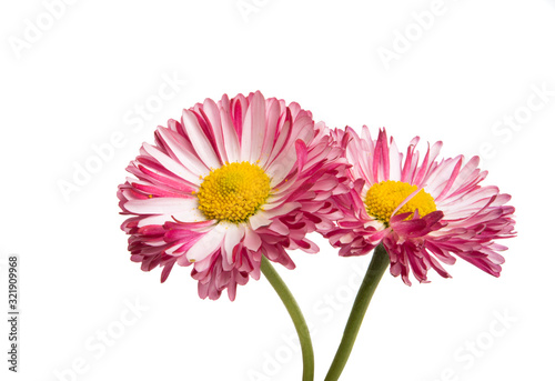 daisy flower isolated