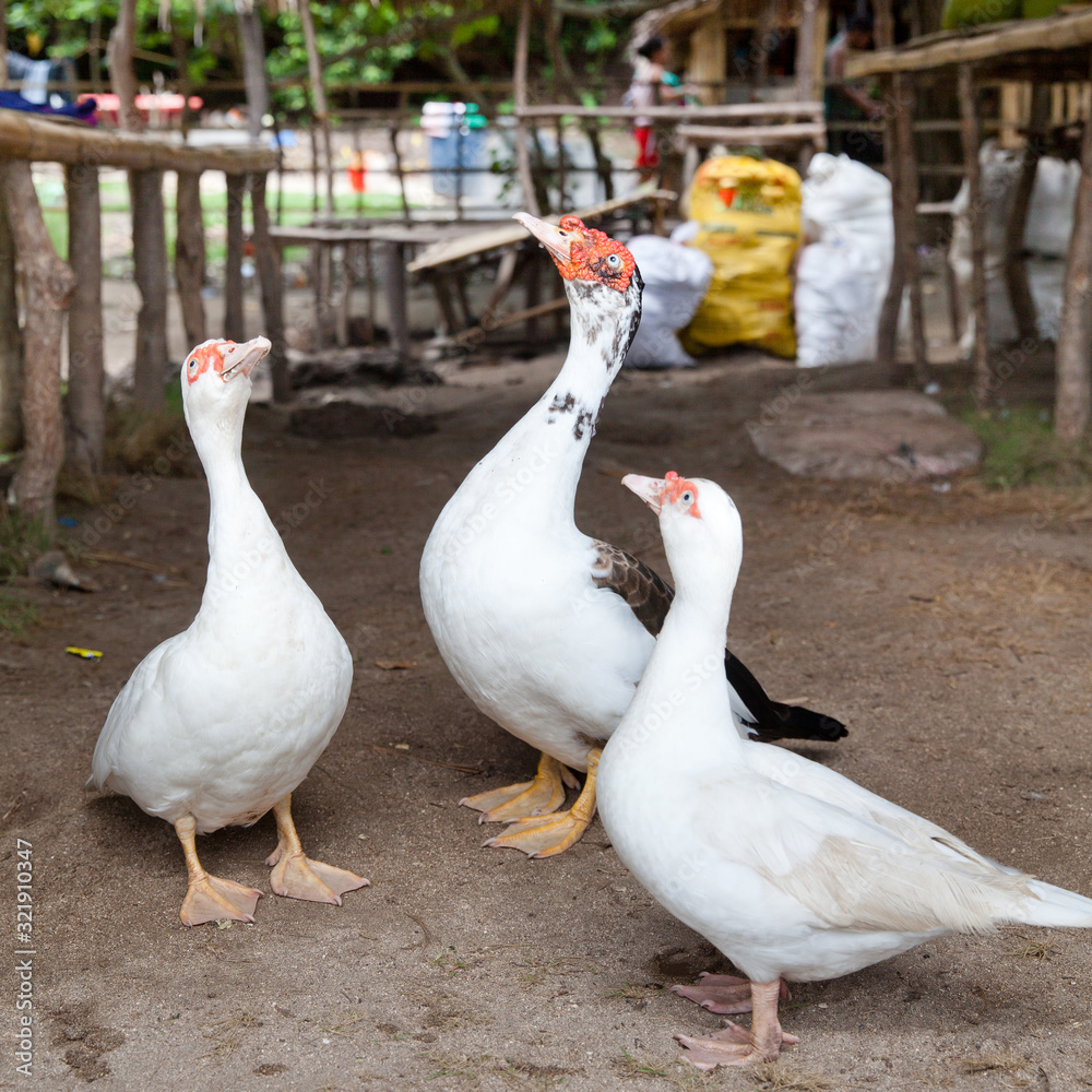 Obraz premium Domestic ducks in the yard.