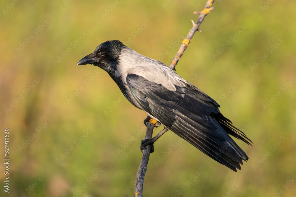 Fototapeta premium The hooded crow (Corvus cornix) . Hooded Crow-The Hooded Crow (Corvus cornix) is a Eurasian bird species in the crow genus.