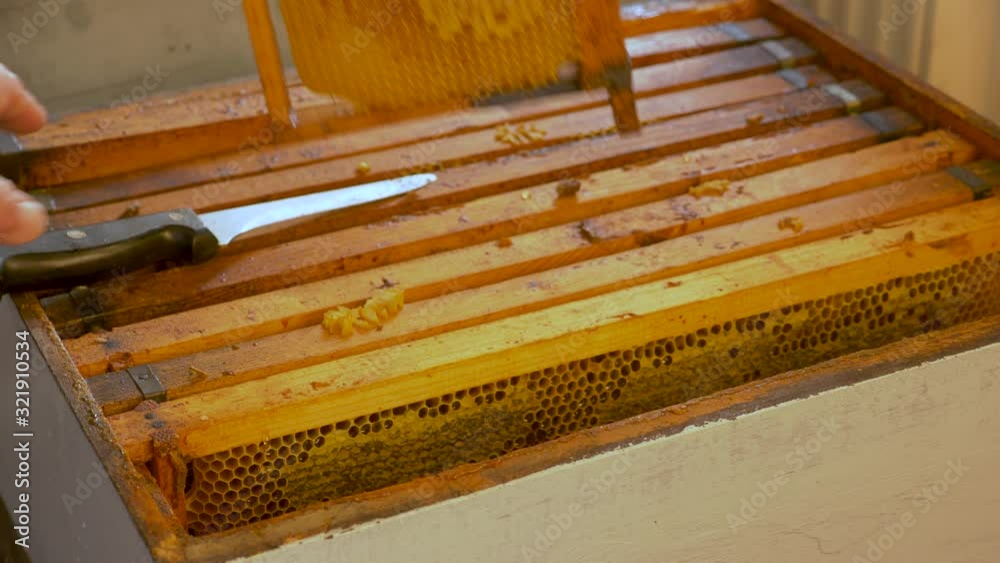 A beekeeper taking out a hive frame from the hive box A beekeeper taking out a hive frame from the hive box