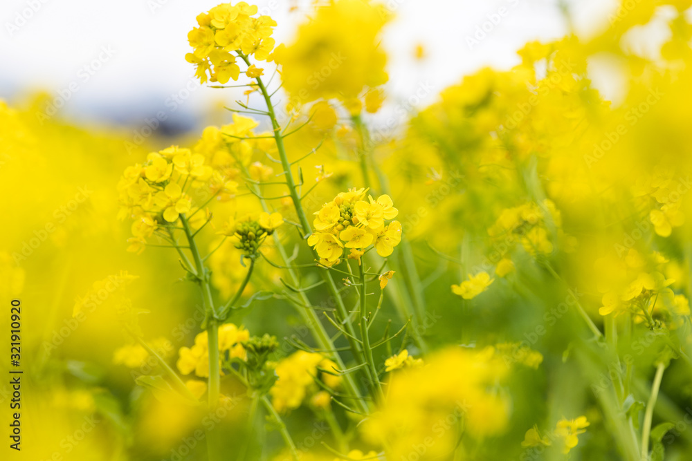 鴨川市の菜の花畑 千葉県鴨川市 日本 鴨川市の菜の花畑 千葉県鴨川市 日本