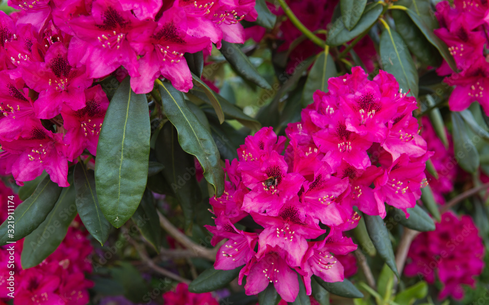 Red Azaleas flowers in the garden.Spring background. Red Azaleas flowers in the garden.Spring background.
