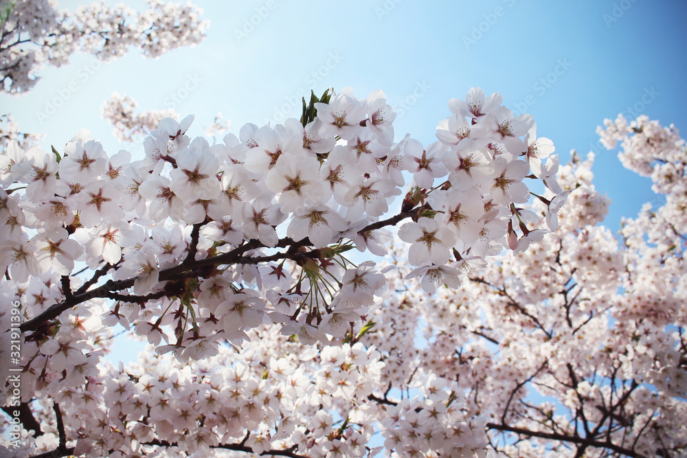 White japanese cherry blossoms on blue sky background White japanese cherry blossoms on blue sky background