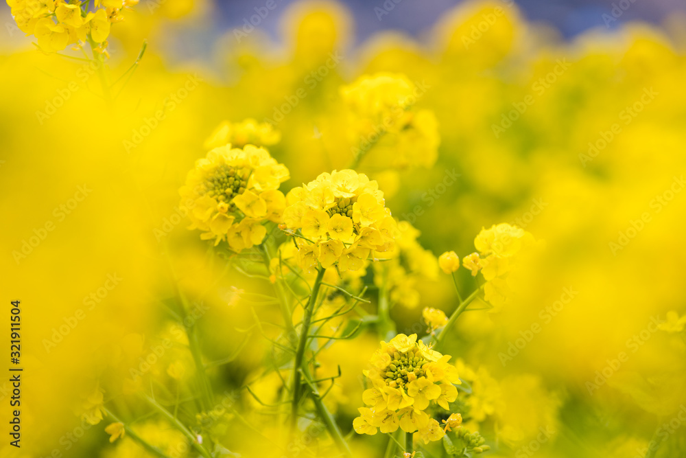 鴨川市の菜の花畑 千葉県鴨川市 日本 鴨川市の菜の花畑 千葉県鴨川市 日本
