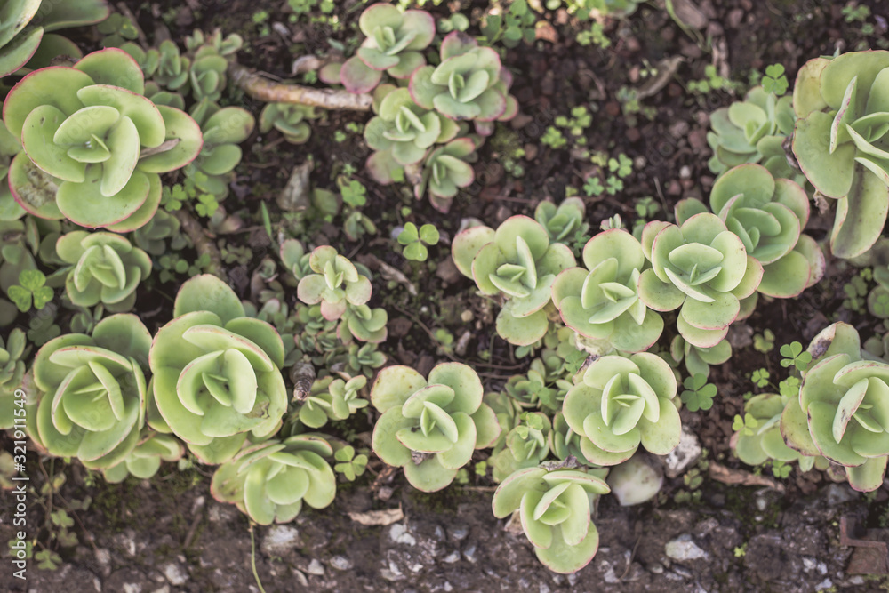 A set of succulent plants making an aesthetic composition A set of succulent plants making an aesthetic composition