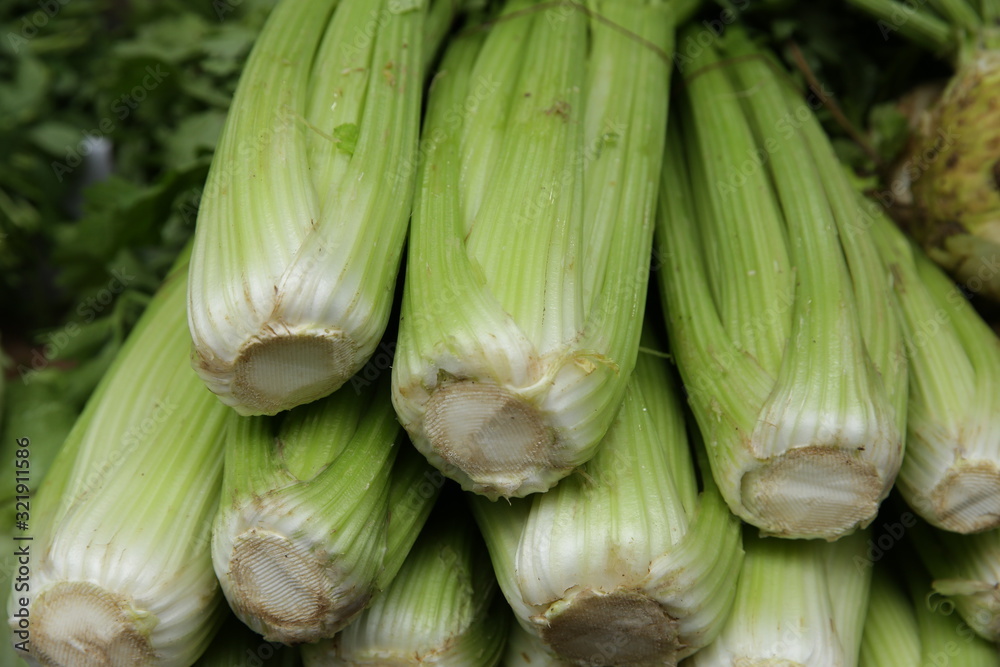 fresh organic juicy celery petioles sticks on a green background fresh organic juicy celery petioles sticks on a green background