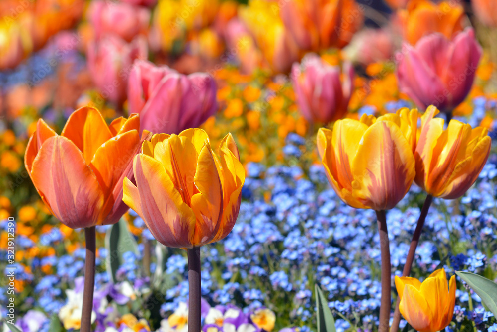 Fototapeta premium Orange, pink and yellow colored tulip in middle of field with small blue spring flowers on blurry background