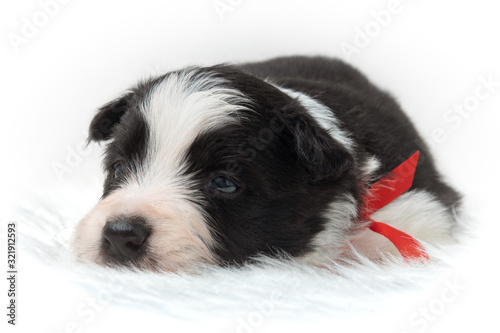 small dog on a white background © David