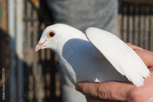 White pigeon in the hands of pigeon breeders.