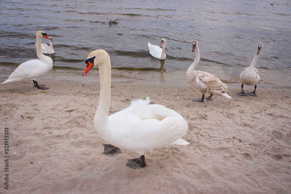Wild birds on the sandy beach Wild birds on the sandy beach