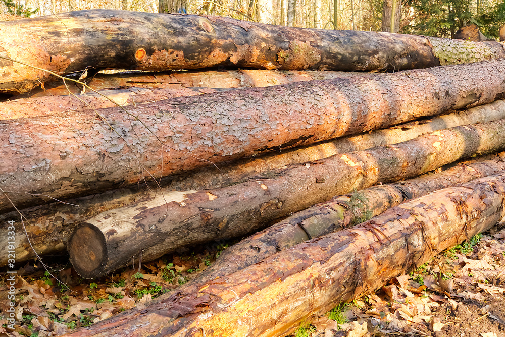 Wood preparation, wood logs on forest. close up shoot, wood industry Wood preparation, wood logs on forest. close up shoot, wood industry