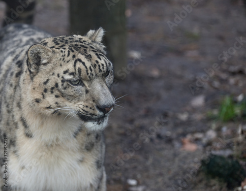 Snow leopard looking for food in a forest environment