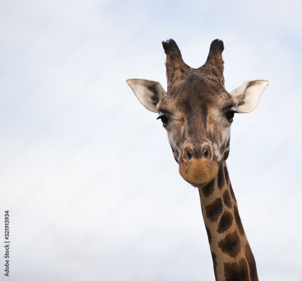 The head of a giraffe on a light background, the big African animal