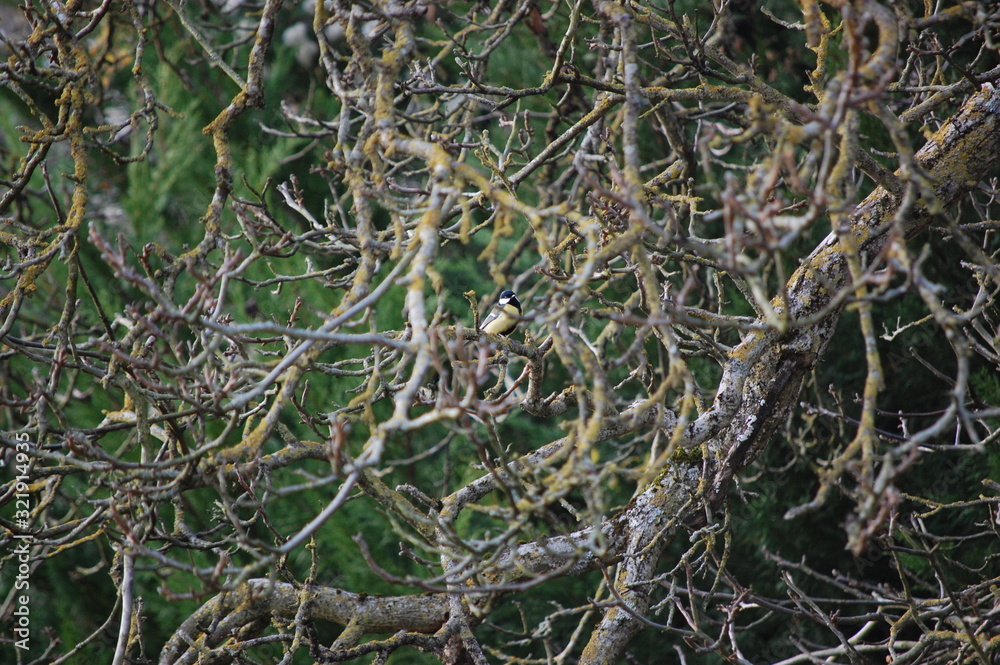 tit in a walnut tree in winter tit in a walnut tree in winter