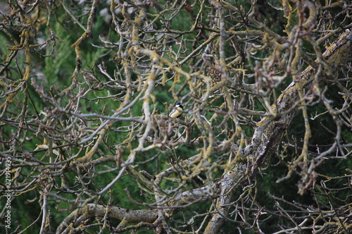 tit  in a walnut  tree in winter