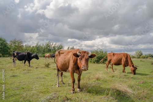 A herd of cows on a green field.