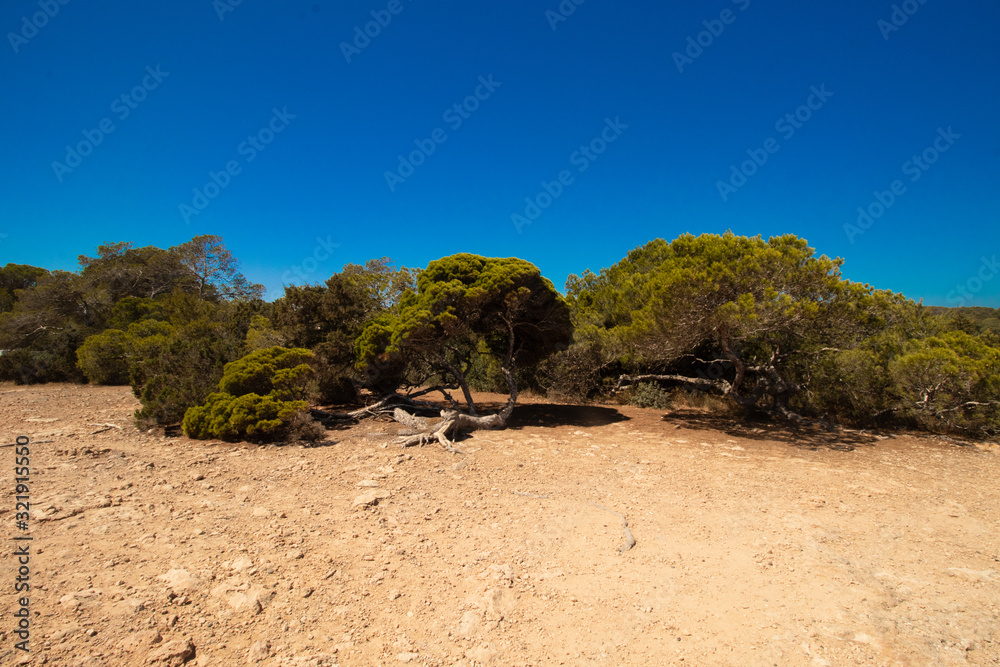 tree in the desert from cala bassa-Ibiza tree in the desert from cala bassa-Ibiza