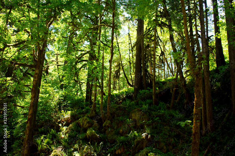 Fototapeta premium Forest Trees and Ferns