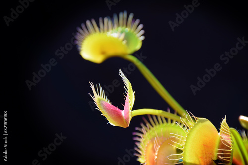 Fotografie Close up of Venus Fly Trap leaf