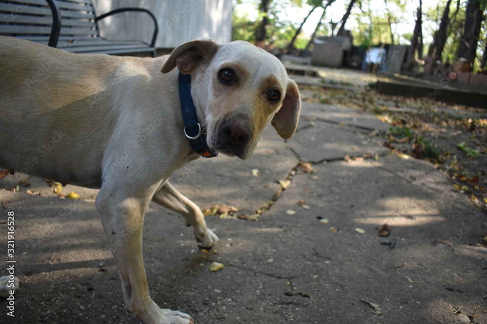 dog of confusion dog of confusion
