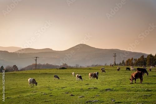A group of grazing cows on a farmland. Cows on green field eating fresh grass. Agriculture concept. Global warming caused by greenhouse gases produced by cows.