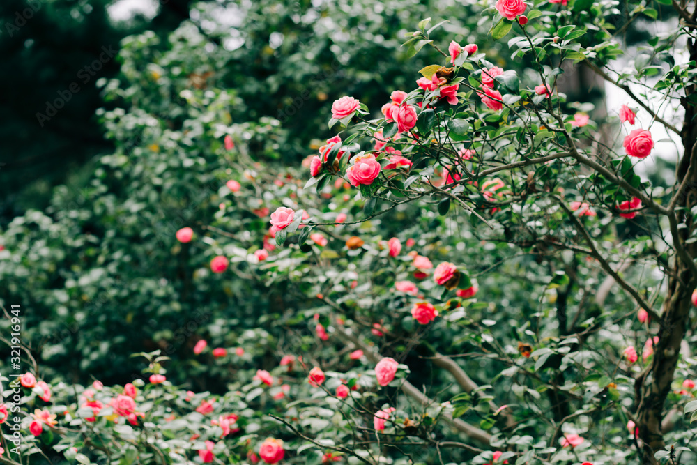 beautiful Chinese rose flowers on the branches of shrubs in the spring in the Botanical garden beautiful Chinese rose flowers on the branches of shrubs in the spring in the Botanical garden