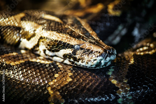 Reticulated python (Malayopython reticulatus) snake sometimes known as Royal Python or Ball Python.Photo of reticulated python head in full face