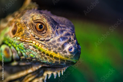 The green iguana  also known as the American iguana  mostly herbivorous species of lizard of the genus Iguana. This is the residual dinosaur reptile that needs to be preserved in the natural world