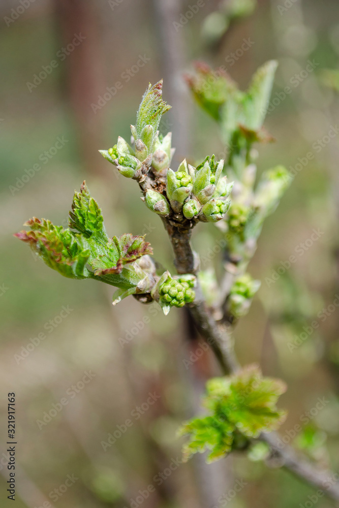 A twig of currant bush with young green leaves in early spring. A twig of currant bush with young green leaves in early spring.