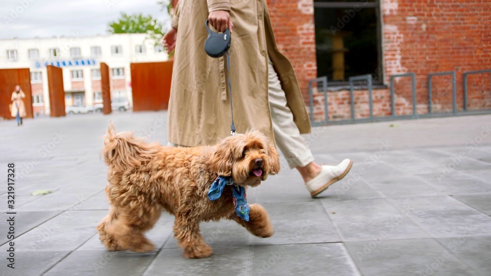 Une femme promène son chien en ville