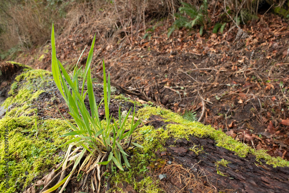 plant on log plant on log
