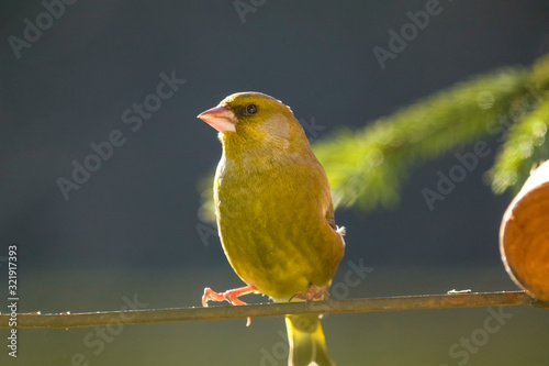 Zelenka bird eats at the feeder.