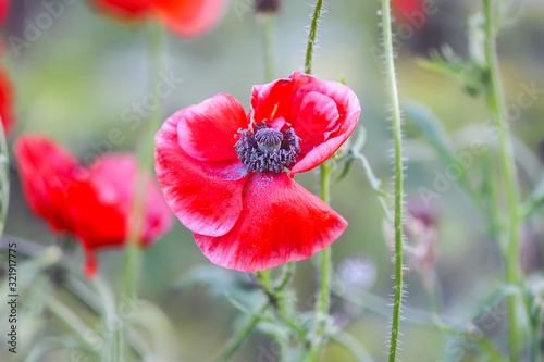 Beautiful red poppies or Papaver plant blooming in summer field