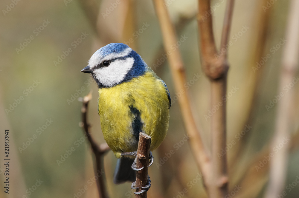 Fototapeta premium Eurasian blue tit (Cyanistes caeruleus)