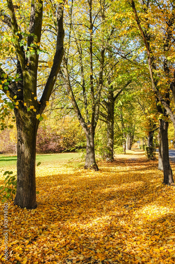 Colorful foliage in the autumnal park