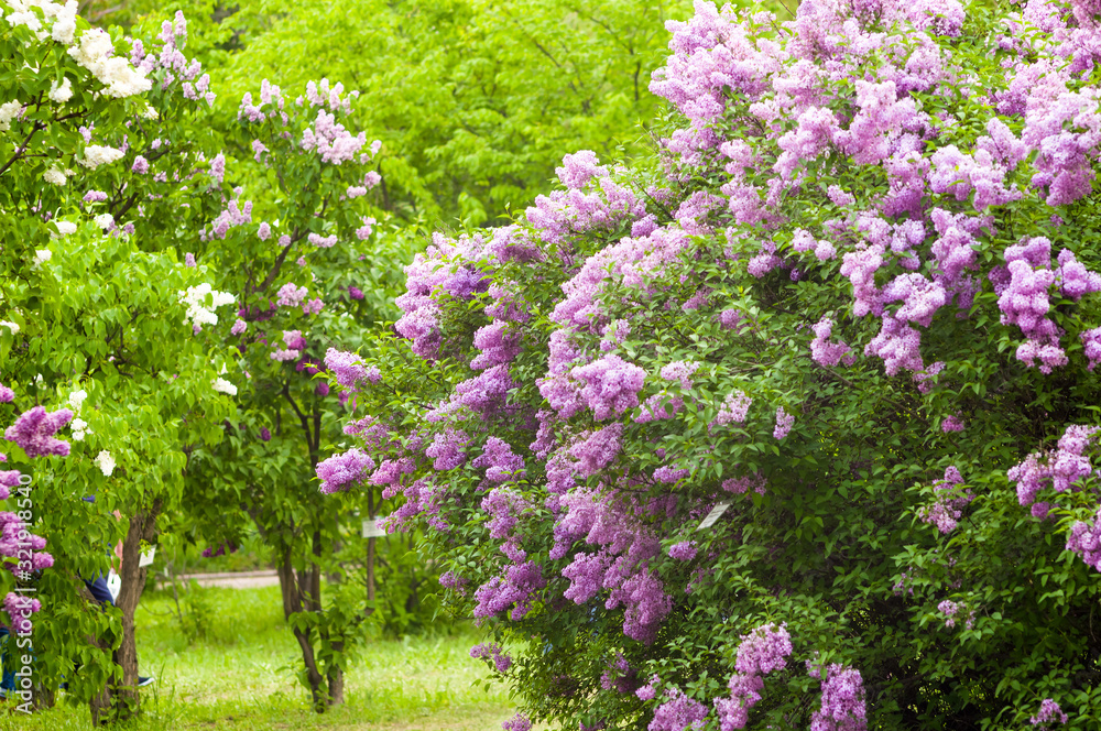 Obraz premium Branch with spring blossoms pink lilac flowers, bright blooming floral background.
