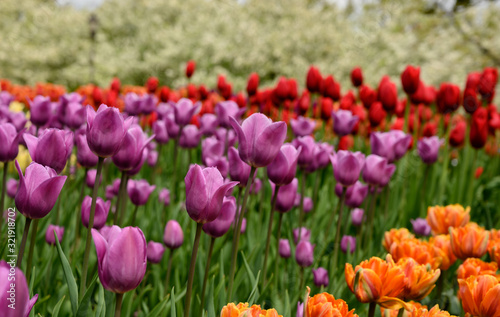 Layers of Tulips in Colorful Garden Bed