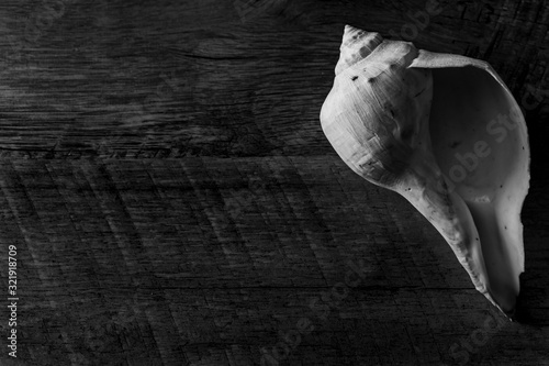 shell on rustic wood background