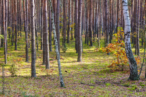 view of a colorful autumn forest
